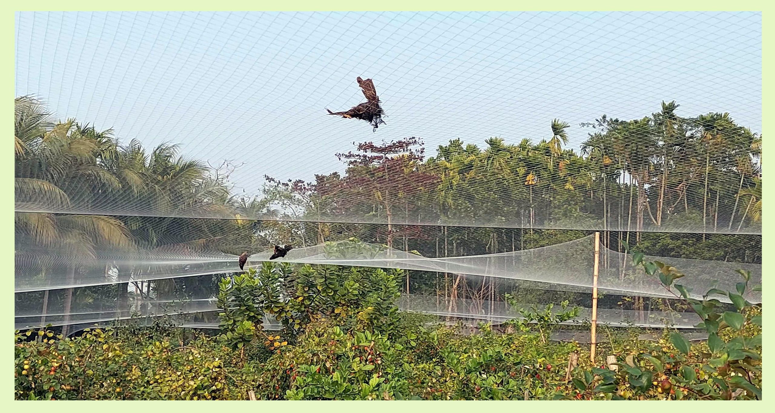 পিরোজপুরে বরই বাগান যেন পাখিদের ‘মৃত্যুর ফাঁদ’, হুমকিতে বুলবুলি-দোয়েল-শালিক