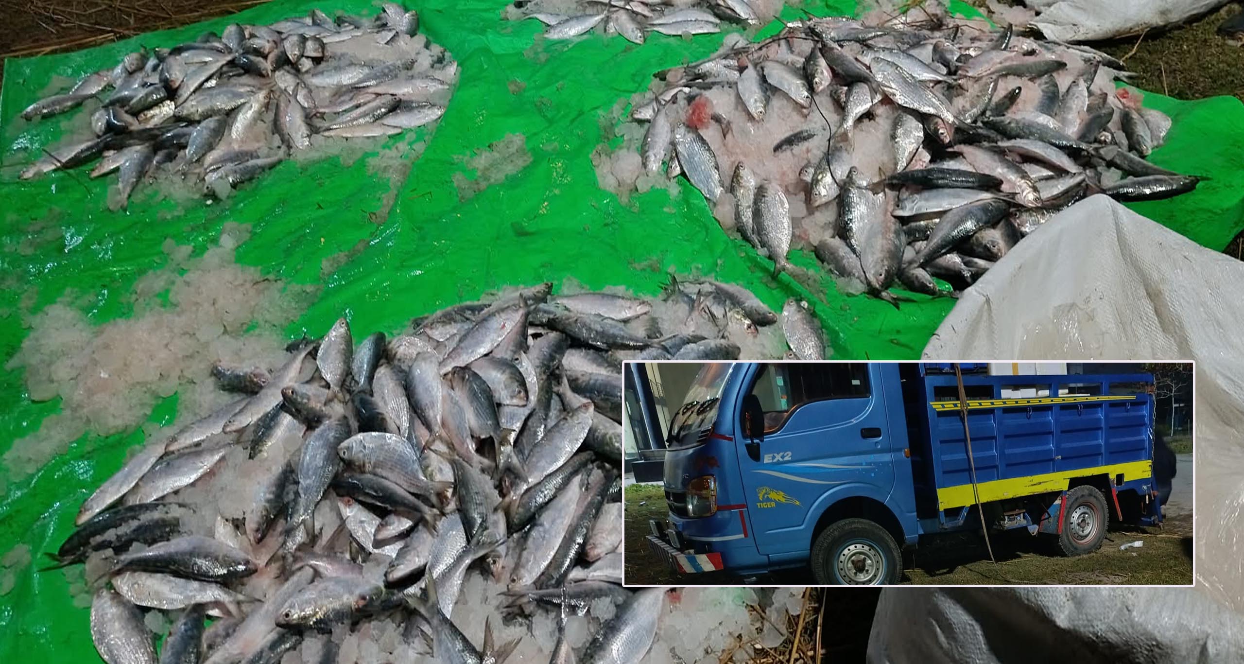 তালতলীতে ১০০ কেজি ঝাটকা ইলিশ জব্দ, জরিমানা