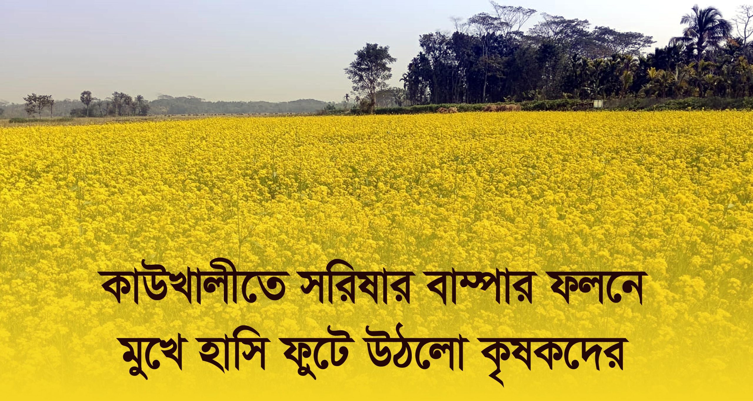 কাউখালীতে সরিষার বাম্পার ফলনে মুখে হাসি ফুটে উঠলো কৃষকদের