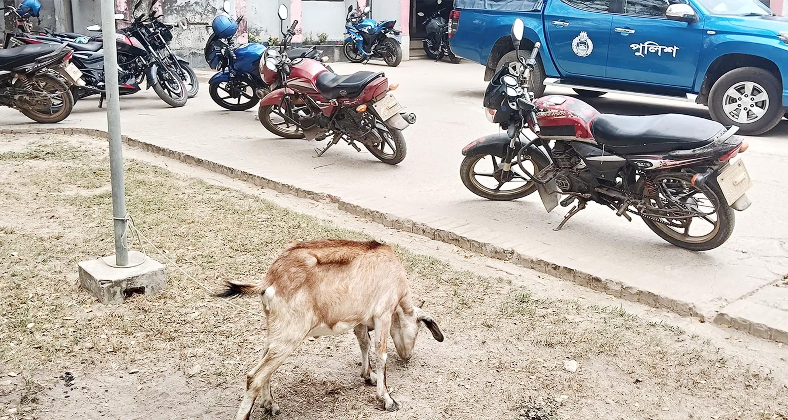 কলাপাড়ায় ছাগল ধরে পুলিশে দিলেন কৃষক!