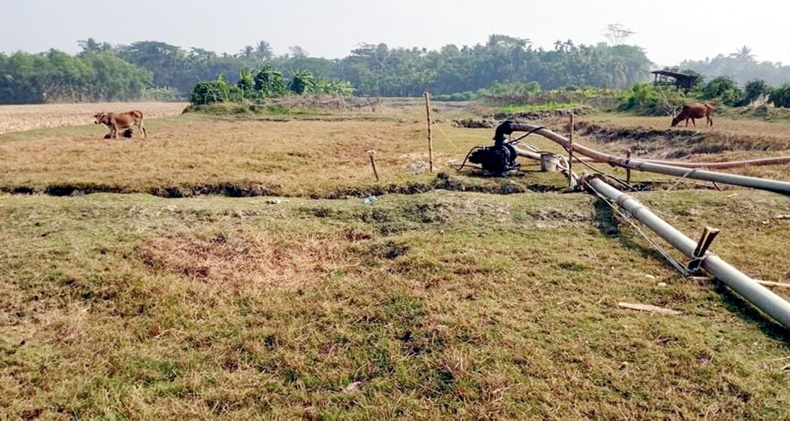 বোরহানউদ্দিনে আইন অমান্য করে ফসলি জমির মাটি বিক্রি : হুমকিতে কৃষি পরিবেশ