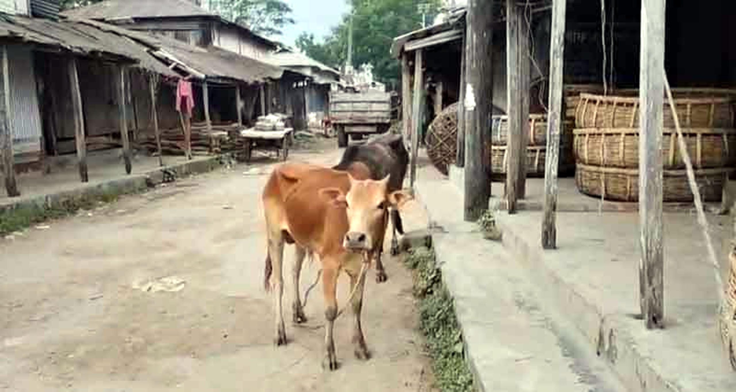 কলাপাড়ায় চোরা গরু উদ্ধার, জবাই করে মাংস বিক্রির অভিযোগ