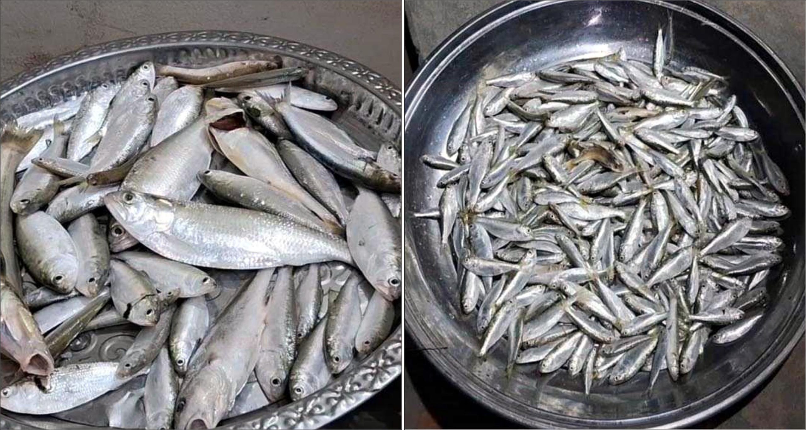 ঝালকাঠিতে অবাধে নিধন হচ্ছে মাছের পোনা