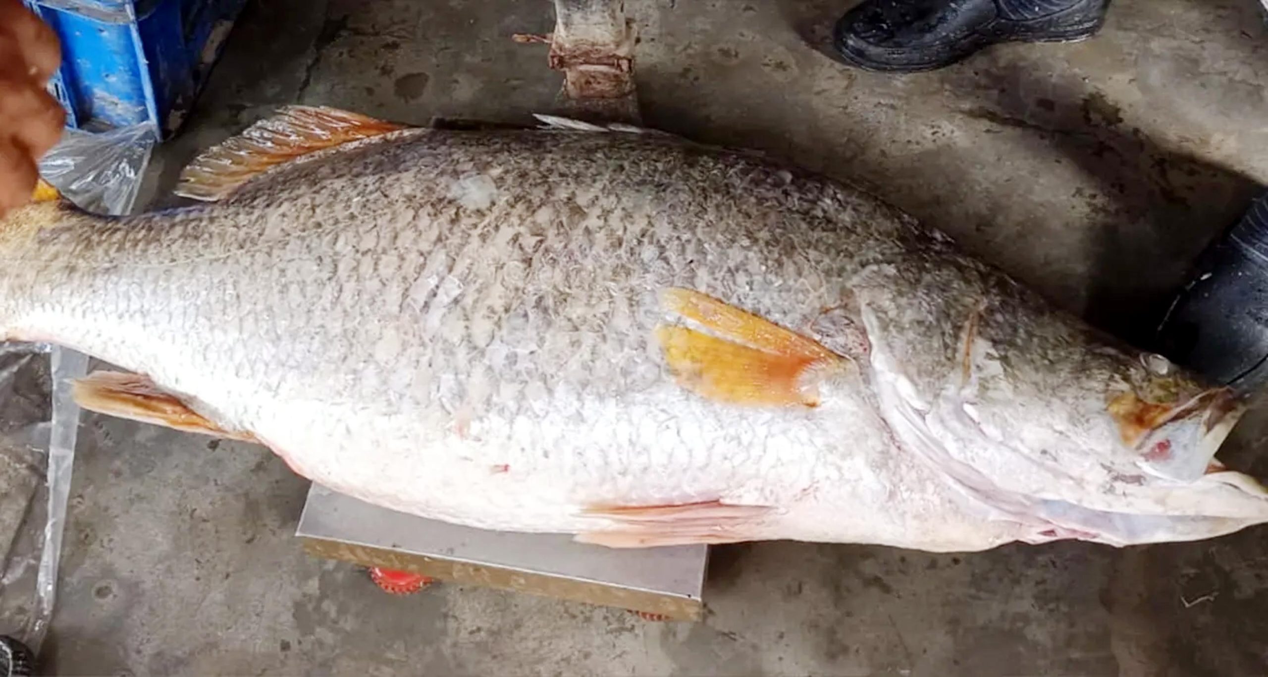 পটুয়াখালীতে ২৩ কেজির কোরাল মাছ ৩১ হাজার টাকায় বিক্রি