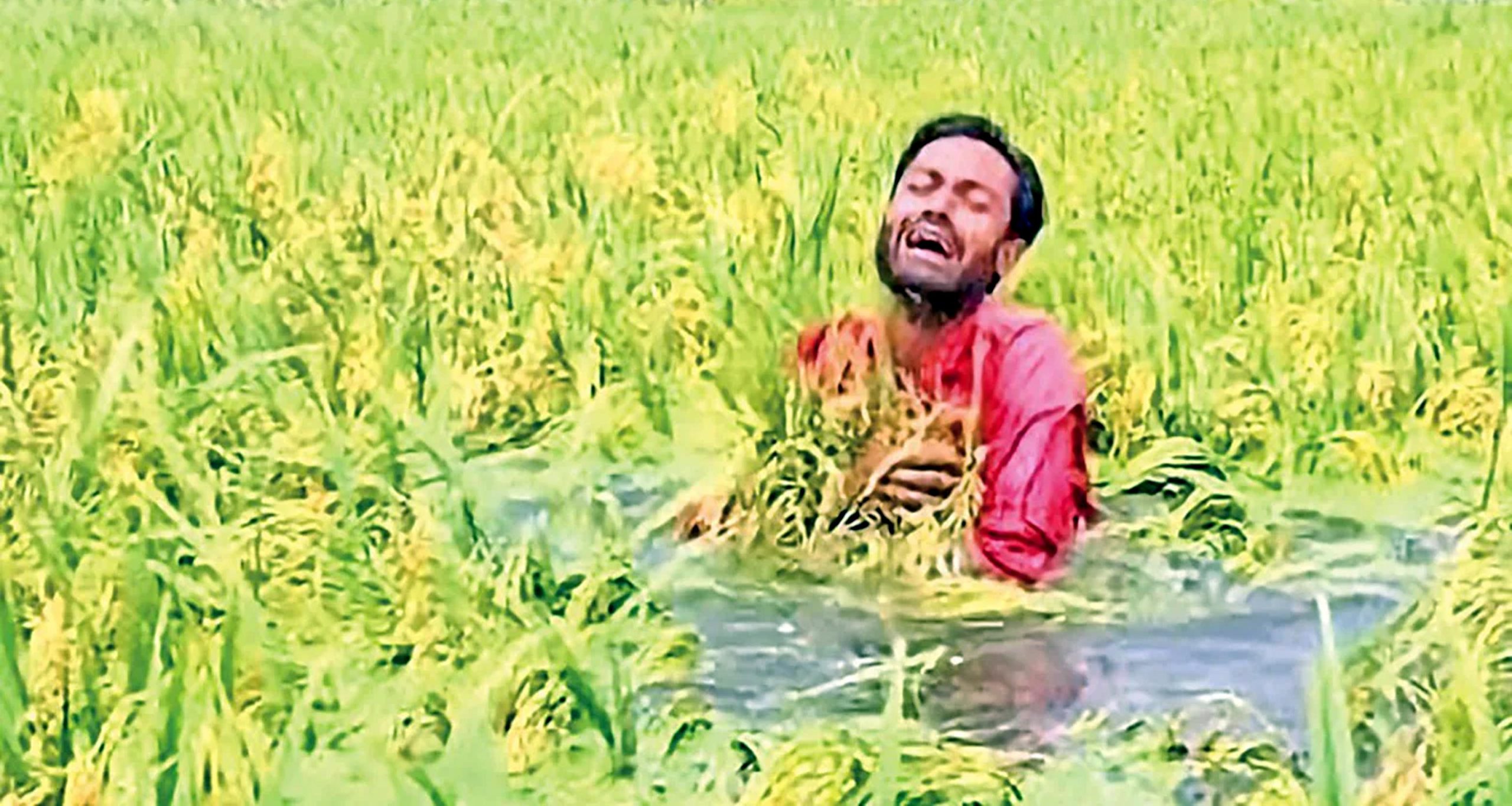 টানা বৃষ্টিতে বোরোর ব্যাপক ক্ষতি, কৃষকের মাথায় হাত