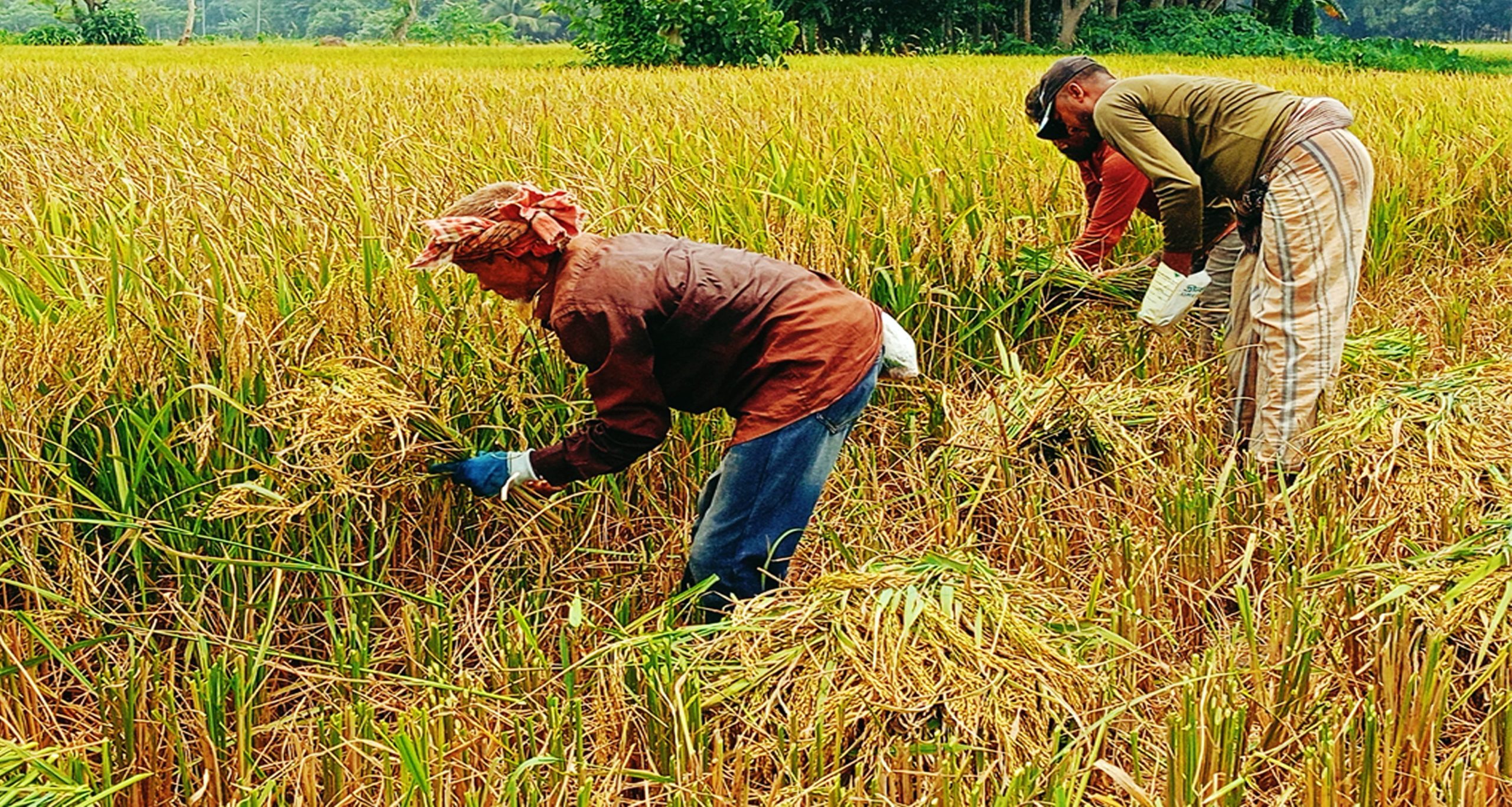 আগৈলঝাড়ায় সোনালি ধানের ঘ্রাণ : ধান কাটায় ব্যস্ত কৃষক