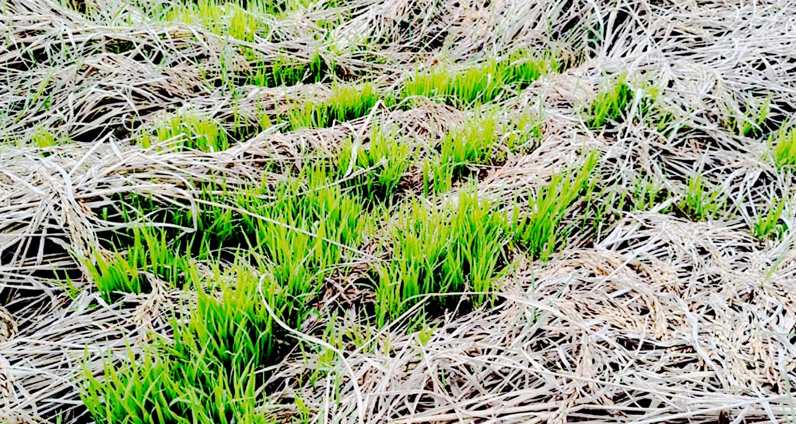 বরগুনায় ঘাম ও শ্রম বিফলে : বোরো ক্ষেতে শুধুই হাহাকার