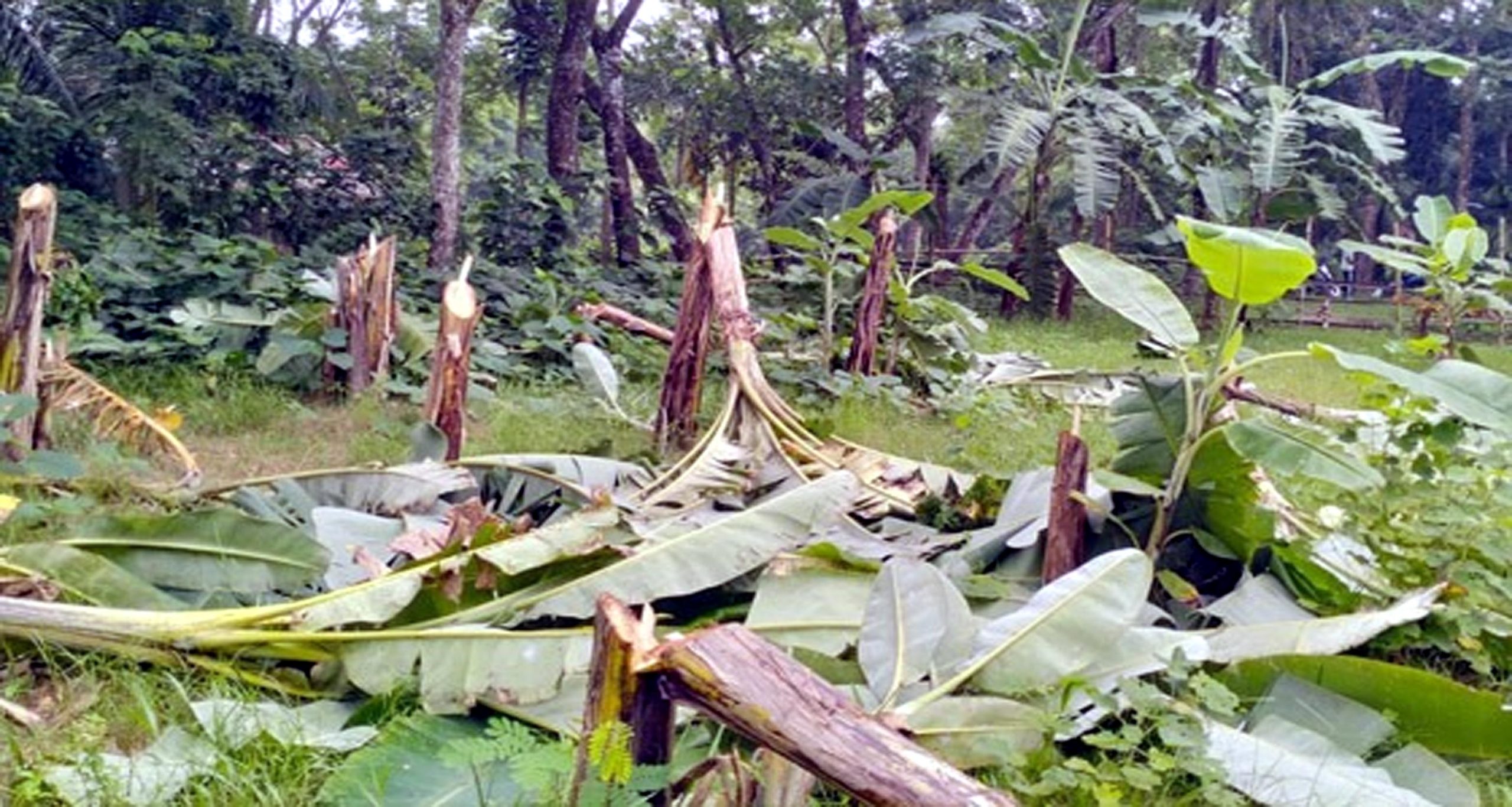 গৌরনদীতে কলা গাছের সাথে এ কেমন শত্রুতা!