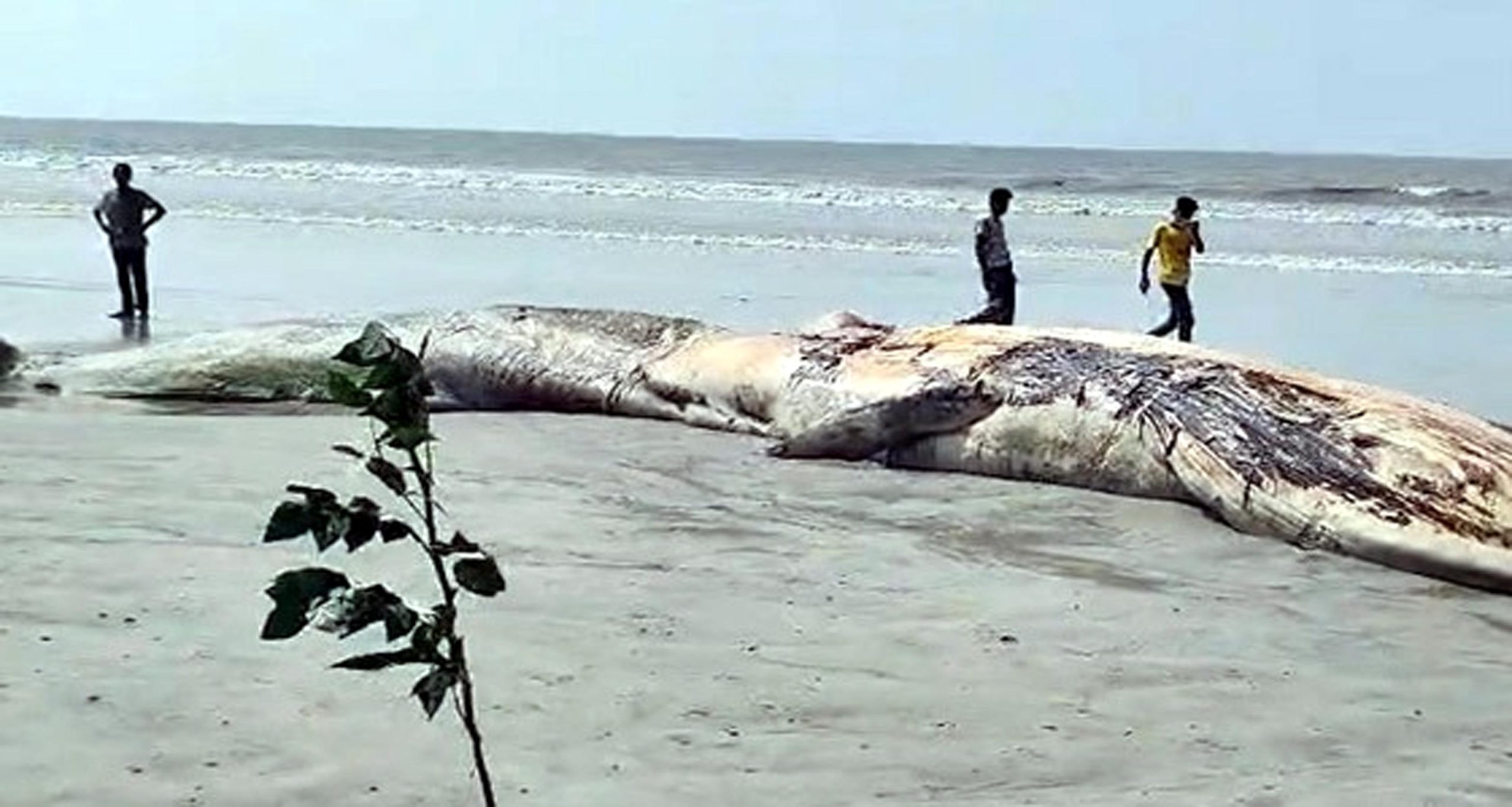 কুয়াকাটা সৈকতে ভেসে আসল দৈত্যাকৃতির মৃত তিমি