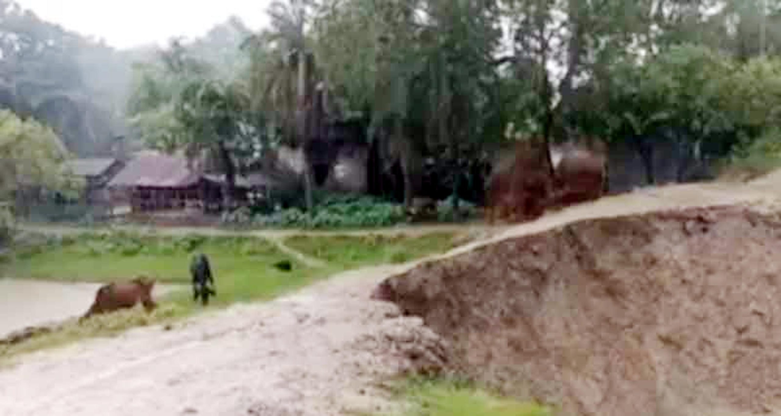 কলাপাড়ায় আন্দারমানিক নদের বেরিবাঁধসহ ধসে পড়ল স্লুইস ,পানিবন্দি সাত গ্রামের মানুষ