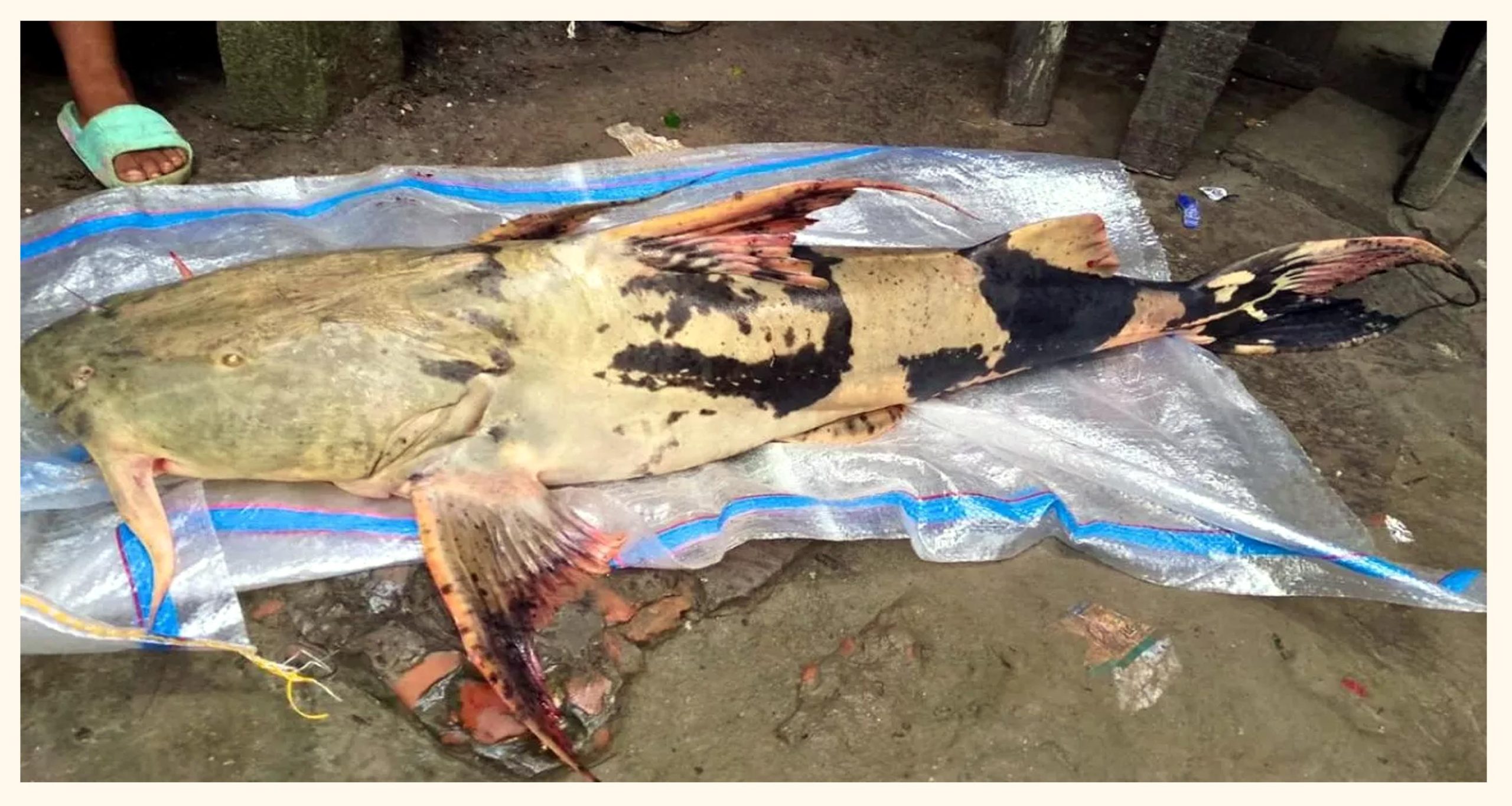 নেছারাবাদে ১১ কেজির বাঘাইর দেখতে জনতার ভিড়