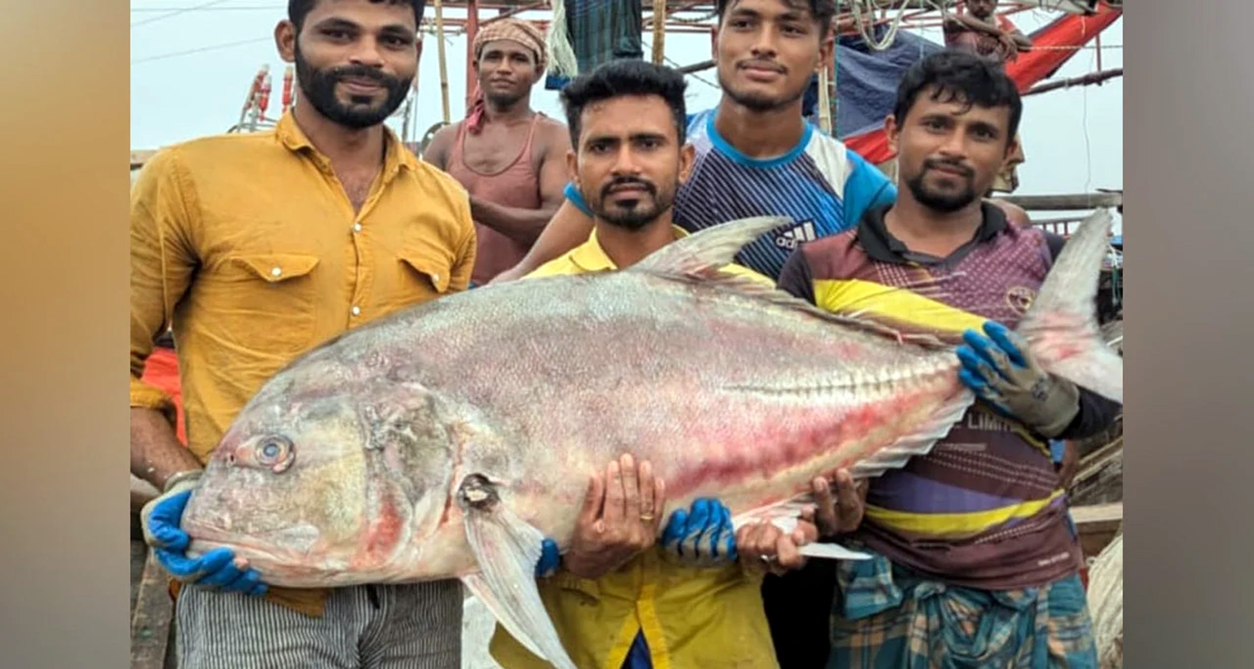 কুয়াকাটায় গভীর সমুদ্রে জেলের জালে মিলল ৫৪ কেজির তবলা মাছ